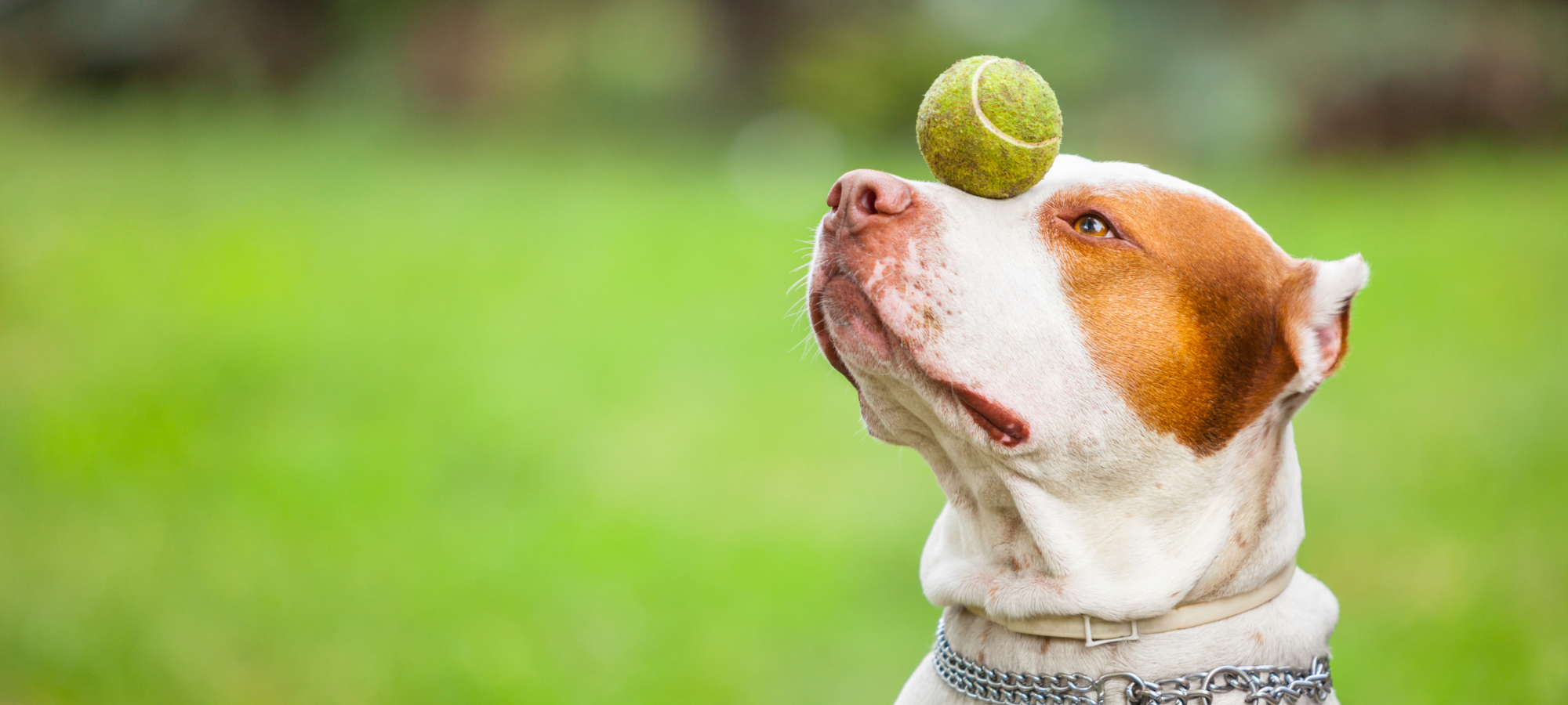 Playtime Fun for Every Pet